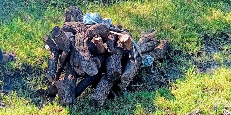 Las Toscas: Juntaba leña… pero no era suya.