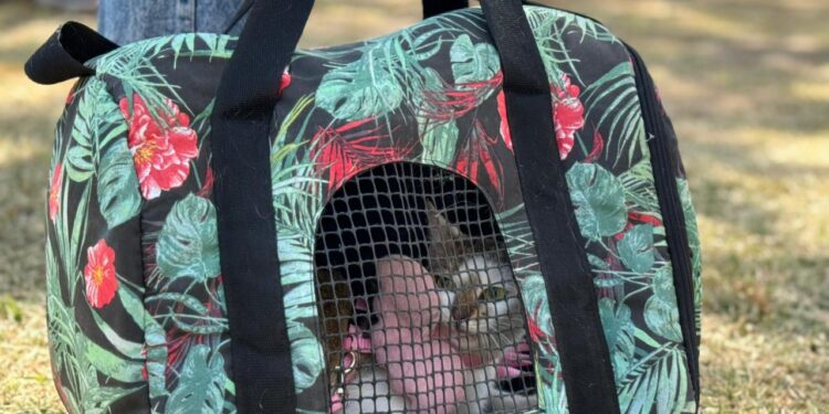 VILLA OCAMPO: LA CAMPAÑA DE CASTRACIONES MUNICIPALES CONTINÚA CON RESULTADOS POSITIVOS EN LA CIUDAD.