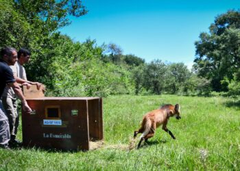 Biodiversidad: la Provincia liberó un aguará guazú recuperado en La Esmeralda.