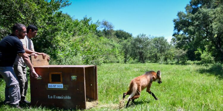 Biodiversidad: la Provincia liberó un aguará guazú recuperado en La Esmeralda.