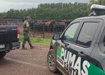 La Policía Rural recuperó 161 animales tras una denuncia de un reconocido influencer del agro.