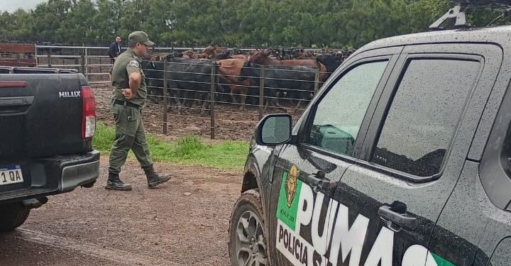 La Policía Rural recuperó 161 animales tras una denuncia de un reconocido influencer del agro.
