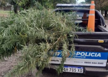 LAS TOSCAS: APREHENDIERON A UN HOMBRE Y SECUESTRARON UNA PLANTA DE MARIHUANA EN BARRIO ITATÍ.
