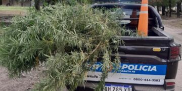  LAS TOSCAS: APREHENDIERON A UN HOMBRE Y SECUESTRARON UNA PLANTA DE MARIHUANA EN BARRIO ITATÍ.