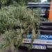 LAS TOSCAS: APREHENDIERON A UN HOMBRE Y SECUESTRARON UNA PLANTA DE MARIHUANA EN BARRIO ITATÍ.