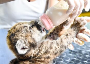 Santa Fe refuerza las sanciones por caza ilegal y delitos contra la fauna.