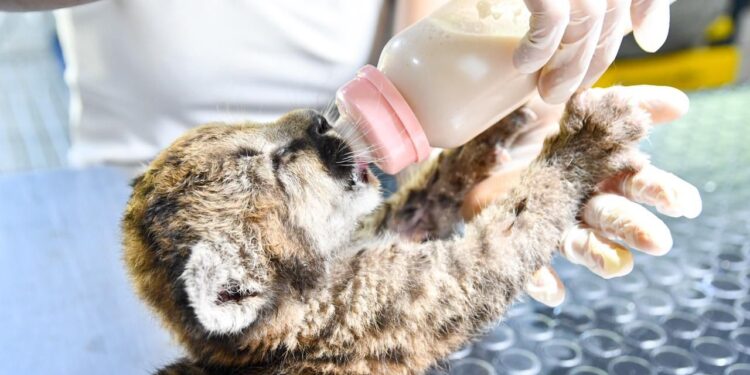 Santa Fe refuerza las sanciones por caza ilegal y delitos contra la fauna.