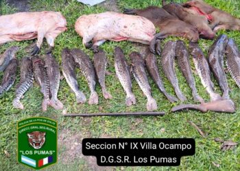 Los Pumas Villa Ocampo, labraron acta por “Infracción Art. 189 Bis Inc. II del CPA”.