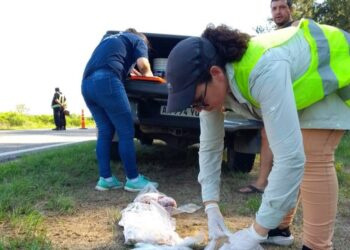 Ambiente reforzó controles para Semana Santa y sancionó a dos frigoríficos pesqueros.