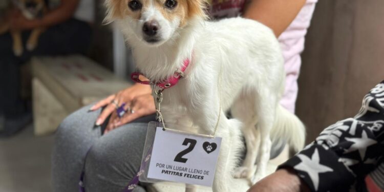 Reprogramación de jornada de castraciones gratuitas en Villa Ocampo.