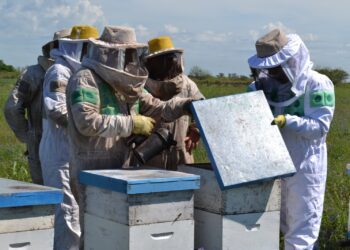 Se encuentra abierta la inscripción al curso de Operador Apícola en Villa Ocampo.