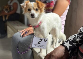 Nueva jornada de castración gratuita para mascotas en Barrio Los Amores.