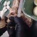 Detenida en la cárcel de Las Flores al intentar ingresar cocaína oculta en bifes.