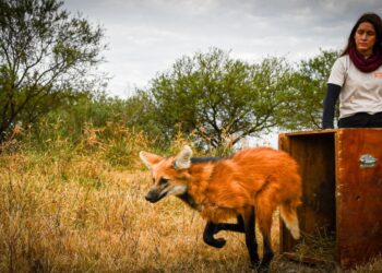 Hito de conservación: tras ser rehabilitados en La Esmeralda, liberan ejemplares emblemáticos de la fauna santafesina.