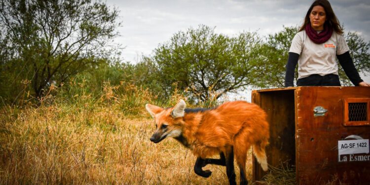 Hito de conservación: tras ser rehabilitados en La Esmeralda, liberan ejemplares emblemáticos de la fauna santafesina.