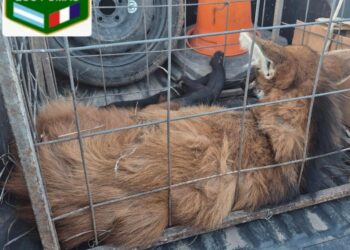 Personal de la Guardia Rural “Los Pumas”, con asiento en la Subdireccion Zona Sur, procedió al resguardo de un Aguará Guazú, para su posterior liberación.