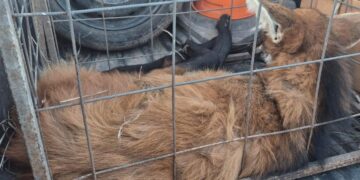 Personal de la Guardia Rural “Los Pumas”, con asiento en la Subdireccion Zona Sur, procedió al resguardo de un Aguará Guazú, para su posterior liberación.
