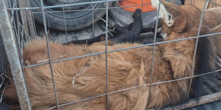 Personal de la Guardia Rural “Los Pumas”, con asiento en la Subdireccion Zona Sur, procedió al resguardo de un Aguará Guazú, para su posterior liberación.