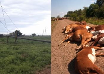 Corrientes: un tendido eléctrico cayó sobre un camino rural y electrocutó a 16 vacas.
