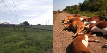 Corrientes: un tendido eléctrico cayó sobre un camino rural y electrocutó a 16 vacas.