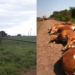 Corrientes: un tendido eléctrico cayó sobre un camino rural y electrocutó a 16 vacas.