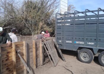 Intervinieron un criadero de cerdos en Ibarlucea y retiraron todos los animales tras confirmarse casos de triquinosis.