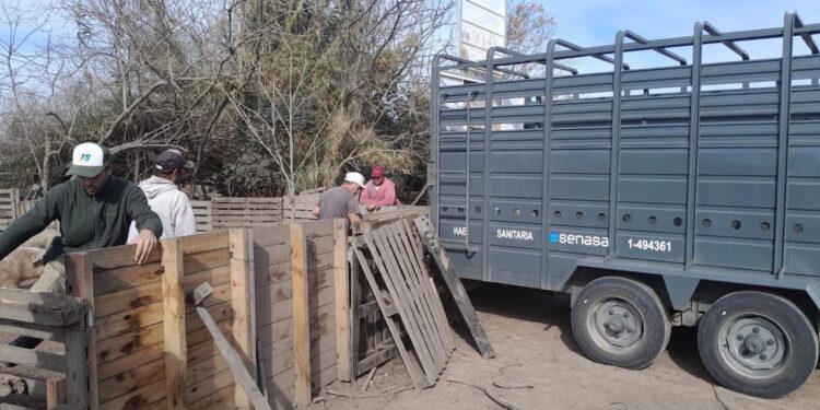 Intervinieron un criadero de cerdos en Ibarlucea y retiraron todos los animales tras confirmarse casos de triquinosis.