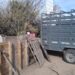 Intervinieron un criadero de cerdos en Ibarlucea y retiraron todos los animales tras confirmarse casos de triquinosis.