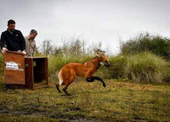 Provincia devolvió a su hábitat natural al aguará guazú rescatado en Puerto General San Martín.