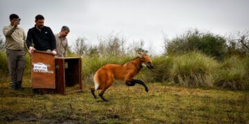 Provincia devolvió a su hábitat natural al aguará guazú rescatado en Puerto General San Martín.