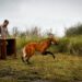 Provincia devolvió a su hábitat natural al aguará guazú rescatado en Puerto General San Martín.