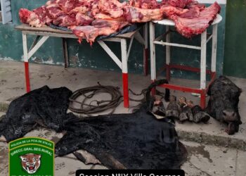 LOS PUMAS DE VILLA OCAMPO ESCLARECIERON UN ABIGEATO EN VILLA GUILLERMINA Y DETUVIERON A UN HOMBRE.