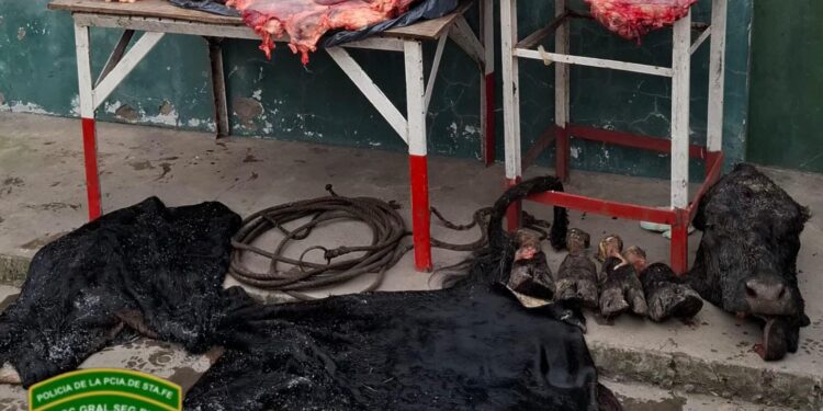 LOS PUMAS DE VILLA OCAMPO ESCLARECIERON UN ABIGEATO EN VILLA GUILLERMINA Y DETUVIERON A UN HOMBRE.