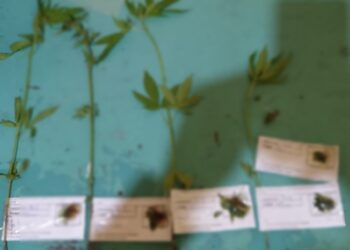 El Rabón: secuestraron cinco plantas de marihuana en una vivienda.