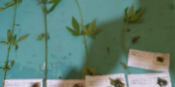 El Rabón: secuestraron cinco plantas de marihuana en una vivienda.