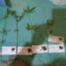 El Rabón: secuestraron cinco plantas de marihuana en una vivienda.