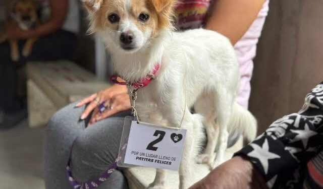 VILLA OCAMPO: NUEVA JORNADA DE CASTRACIÓN GRATUITA DE MASCOTAS EN BARRIO JUAN PERÓN.