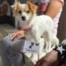 VILLA OCAMPO: NUEVA JORNADA DE CASTRACIÓN GRATUITA DE MASCOTAS EN BARRIO JUAN PERÓN.