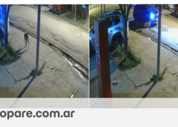 CALCHAQUÍ: CONMOCIÓN POR LA MUERTE DE MARCELO, EL PERRO QUE HABRÍA SIDO ATROPELLADO A PROPÓSITO.