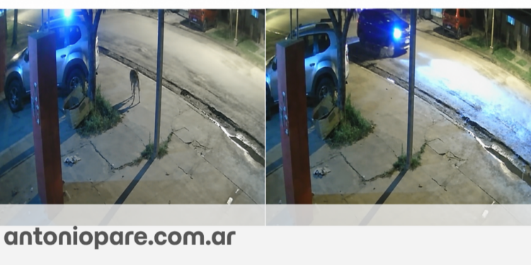 CALCHAQUÍ: CONMOCIÓN POR LA MUERTE DE MARCELO, EL PERRO QUE HABRÍA SIDO ATROPELLADO A PROPÓSITO.