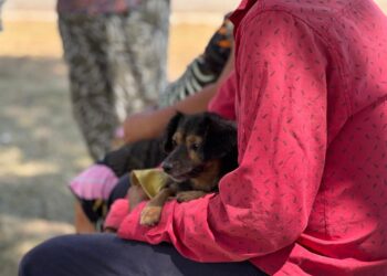 VILLA OCAMPO: NUEVA JORNADA DE CASTRACIÓN GRATUITA PARA MASCOTAS EN BARRIO EL PROGRESO.