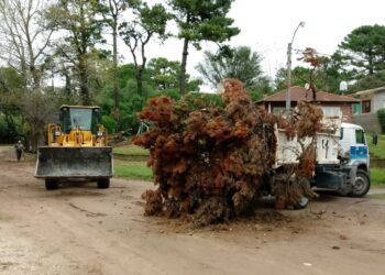 RECORDATORIO | CRONOGRAMA DE RECOLECCIÓN DE RAMAS.