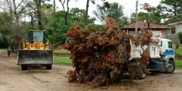 RECORDATORIO | CRONOGRAMA DE RECOLECCIÓN DE RAMAS.