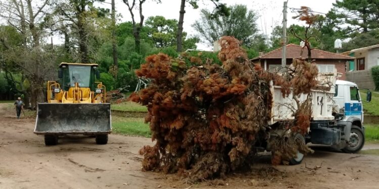 RECORDATORIO | CRONOGRAMA DE RECOLECCIÓN DE RAMAS.