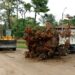 RECORDATORIO | CRONOGRAMA DE RECOLECCIÓN DE RAMAS.