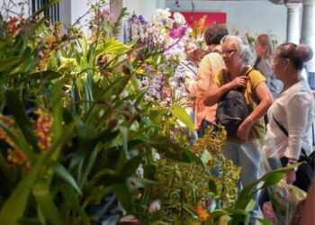 Villa Ocampo será sede de la “Exposición de Orquídeas”.