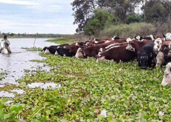 Fenómeno de El Niño: con la asistencia de la Provincia, ya se evacuó más del 70 % de la hacienda en islas.