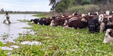 Fenómeno de El Niño: con la asistencia de la Provincia, ya se evacuó más del 70 % de la hacienda en islas.