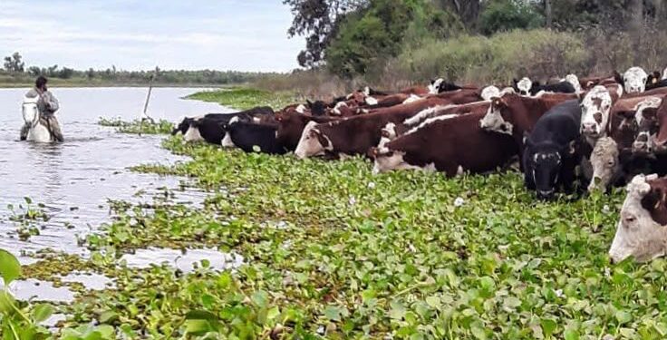 Fenómeno de El Niño: con la asistencia de la Provincia, ya se evacuó más del 70 % de la hacienda en islas.