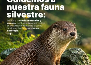 LA MUNICIPALIDAD DE VILLA OCAMPO BRINDA RECOMENDACIONES PARA PROTEGER LA FAUNA SILVESTRE ANTE LA CRECIDA DE LOS RÍOS Y ARROYOS.